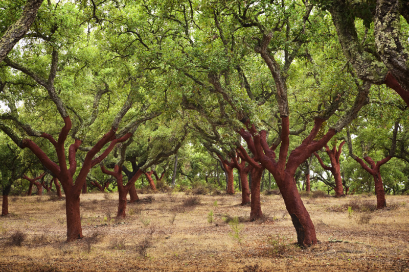 cork tree forest mondado